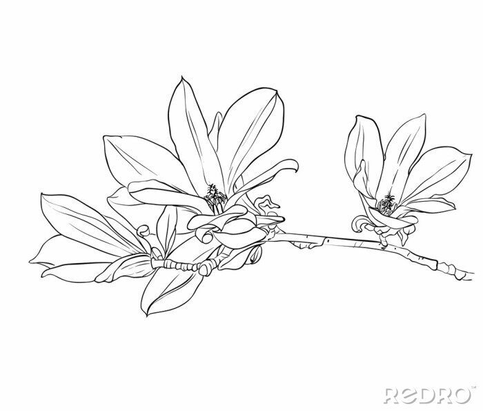 Sticker Schwarz-Weiß-Zeichnung einer Magnolie