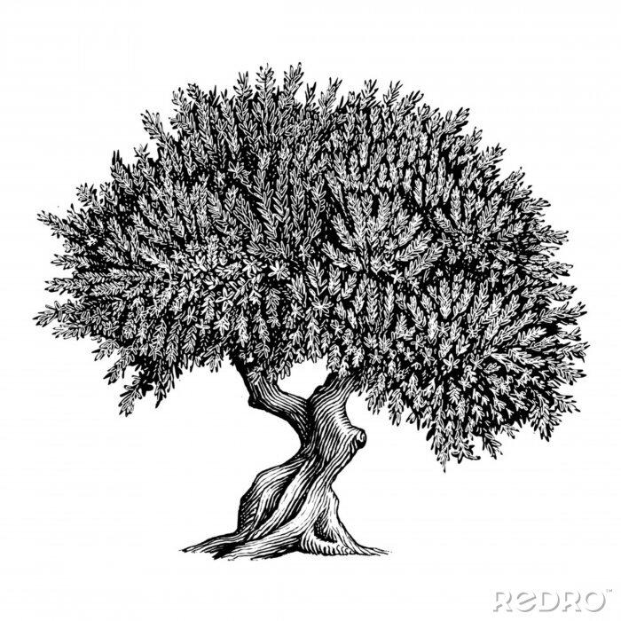 Sticker Schwarz-Weiß-Zeichnung eines dicken Olivenbaums