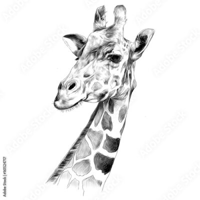 Sticker Schwarz-Weiß-Zeichnung eines Giraffenkopfes
