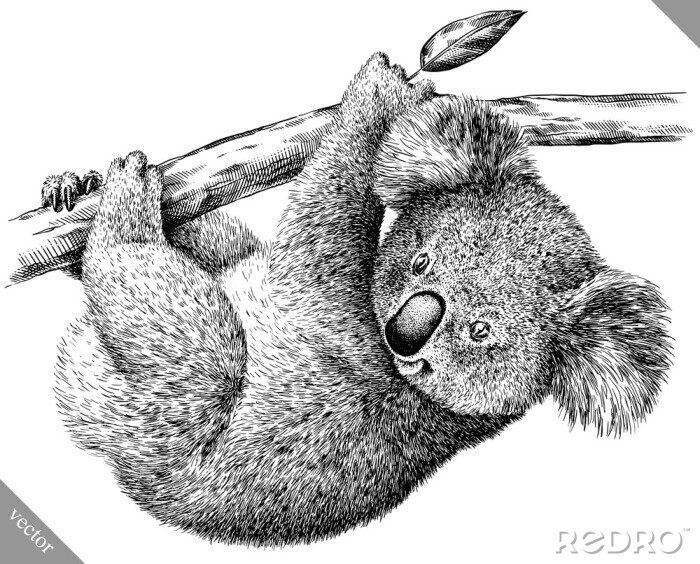 Sticker Schwarz-Weiß-Zeichnung mit Koala-Bär