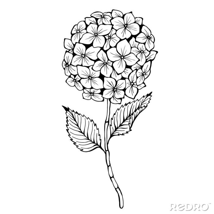Sticker Schwarz-weiße Blüten an einem einzigen Stiel