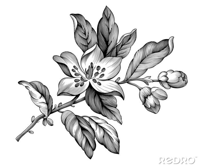 Sticker Schwarz-weiße Blumen vom Apfelbaum florale Illustration