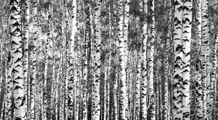 Sticker Schwarz-weiße dichte Birken