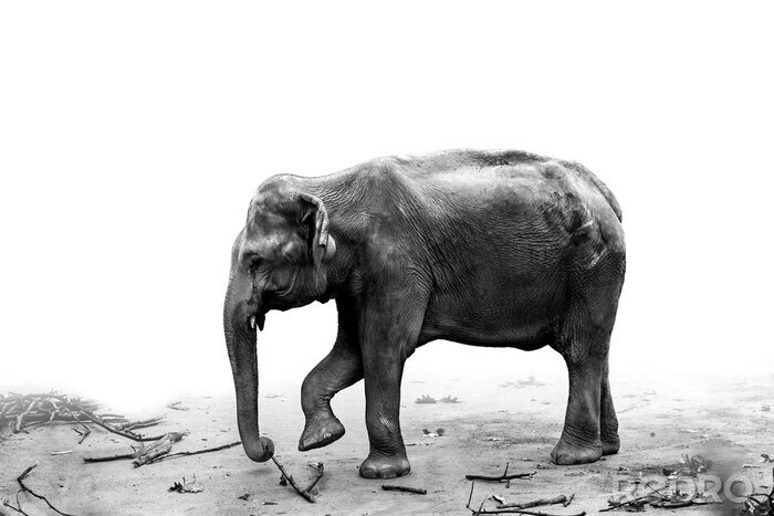 Sticker Schwarz-weiße Fotografie eines Elefanten