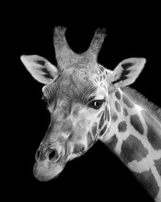 Sticker Schwarz-weiße Giraffe auf schwarzem Hintergrund