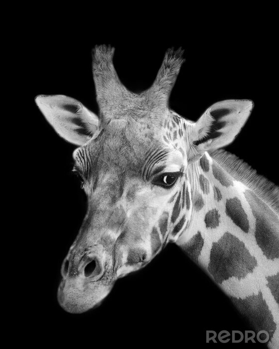 Sticker Schwarz-weiße Giraffe auf schwarzem Hintergrund