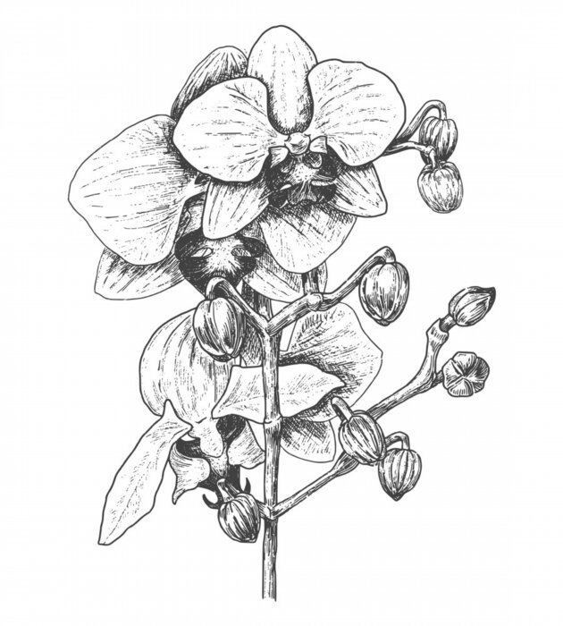 Sticker Schwarz-weiße Orchidee