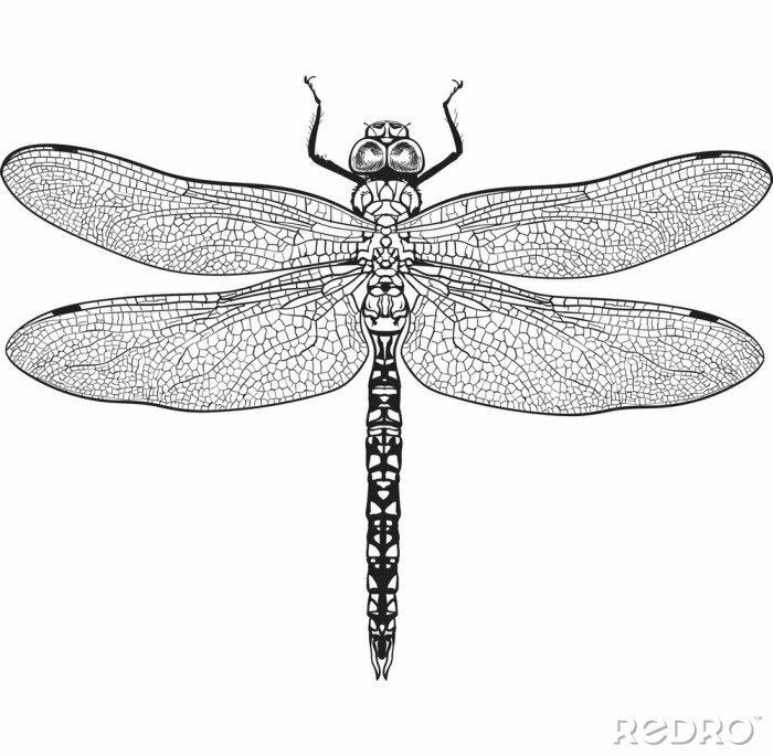 Sticker Schwarz-weiße Zeichnung einer realistischen Libelle