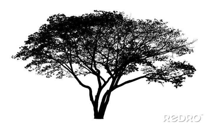 Sticker Schwarz-weiße Zeichnung eines ausgebreiteten Baumes