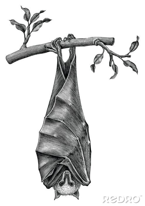 Sticker Schwarz-weiße Zeichnung mit hängender Fledermaus