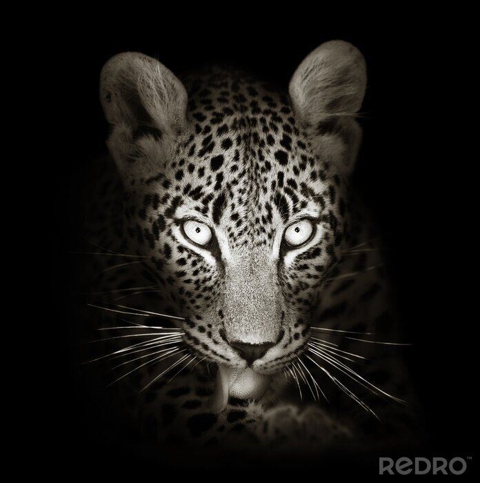 Sticker Schwarz-weißer Leopard