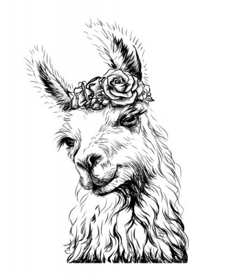 Schwarz-weißes Lama mit einer Girlande auf dem Kopf