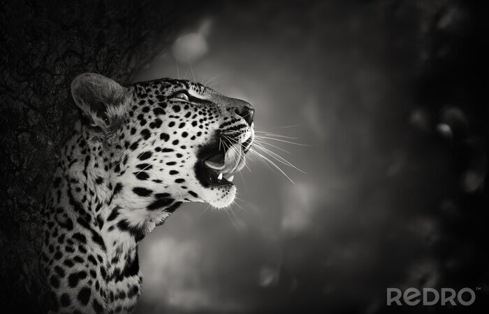 Sticker Schwarz-weißes Motiv Leopard