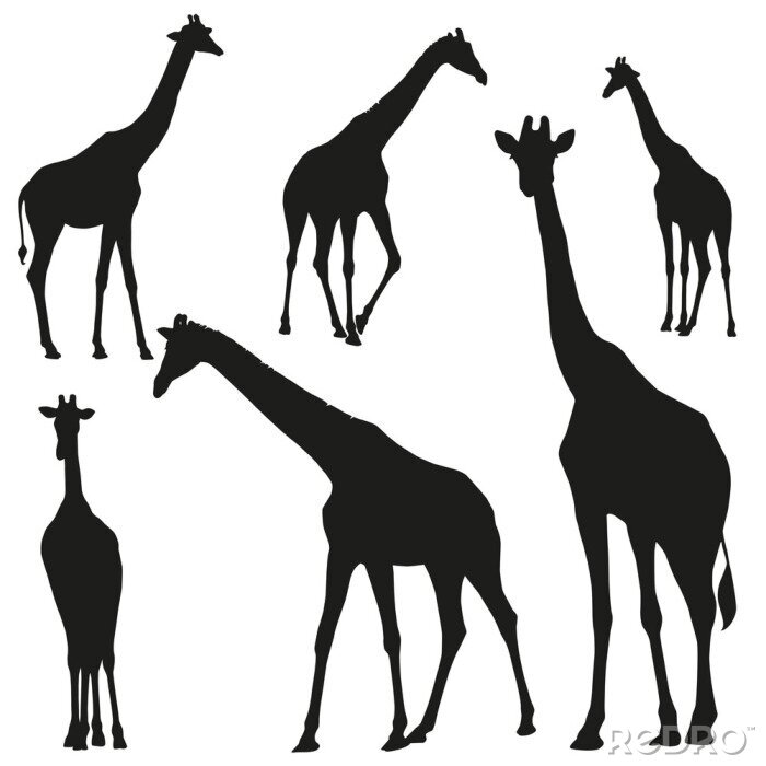 Sticker Schwarze Silhouetten von Giraffen