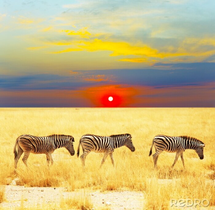 Sticker Schwarze und weiße Tiere und Sonnenuntergang