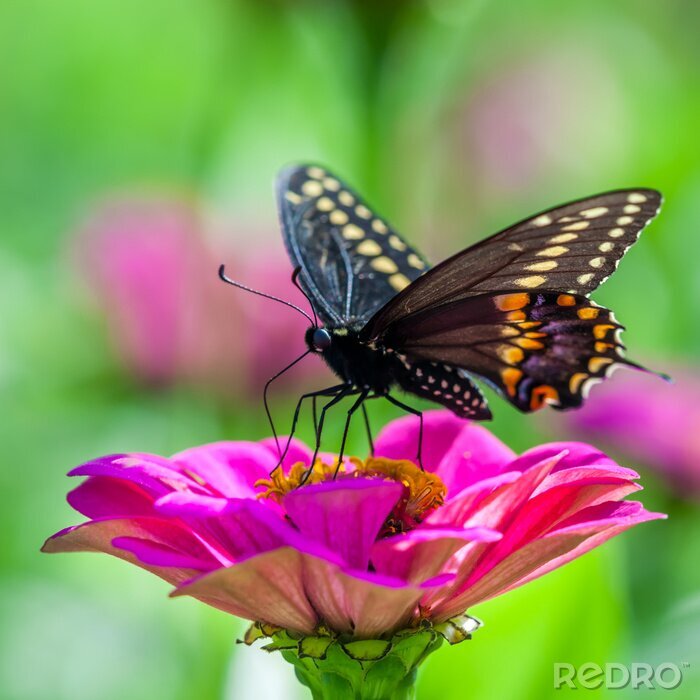 Sticker Schwarzer Schmetterling auf einer rosa Blume