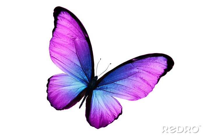 Sticker Schwarzer Schmetterling mit violett-blauen Flügeln