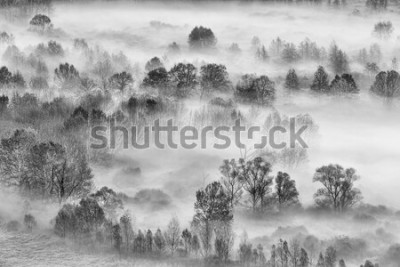 Sticker Schwarzweiss-Landschaft, Nebelwald, Italien