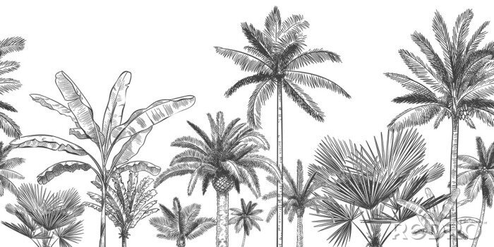 Sticker Seamless horizontal tropical background. Hand drawn palm trees, sketch exotic tropic jungle leaves and paradise palm tree vector wallpaper illustration. Exotic palm tree botanical, rainforest foliage
