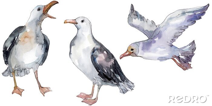 Sticker Seevögel auf weißem Hintergrund