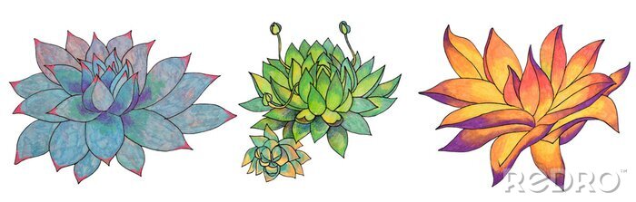 Sticker Set leaves succulent echeveria home plant isolated on white background. Art creative nature hand-drawn object for card, sticker, wallpaper, textile, wrapping, poster, florist, notebook