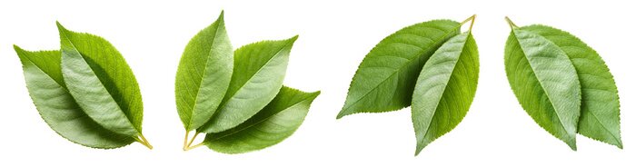 Sticker Set of green leaves, isolated on white background