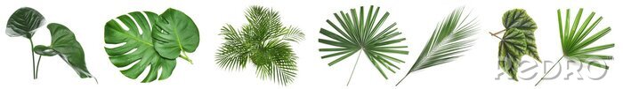Sticker Set of green tropical leaves on white background