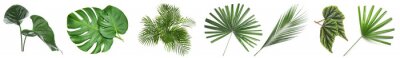 Sticker Set of green tropical leaves on white background