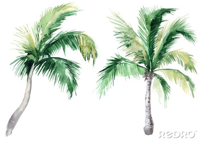 Sticker Set of pictures of hand drawn watercolor palm trees. picturesque image of a palm tree. palm tree on the beach