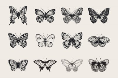 Set von Schmetterlingen. Vector Vintage klassische Illustration. Schwarz und weiß