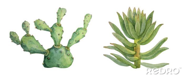 Sticker Set watercolor hand-drawn green succulent cotyledon and opuntia home plant isolated on white background. Art creative nature object for card, sticker, wallpaper, textile, wrapping, florist