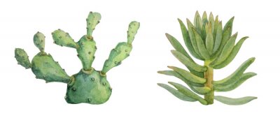 Sticker Set watercolor hand-drawn green succulent cotyledon and opuntia home plant isolated on white background. Art creative nature object for card, sticker, wallpaper, textile, wrapping, florist