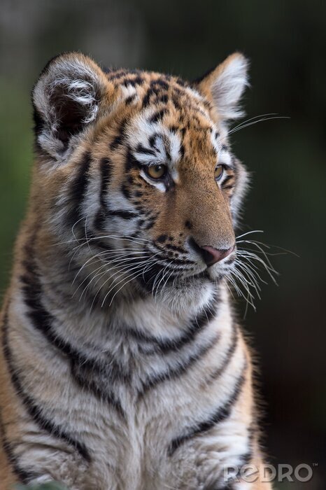Sticker Sibirischer Tiger mit weißen Flecken um die Augen