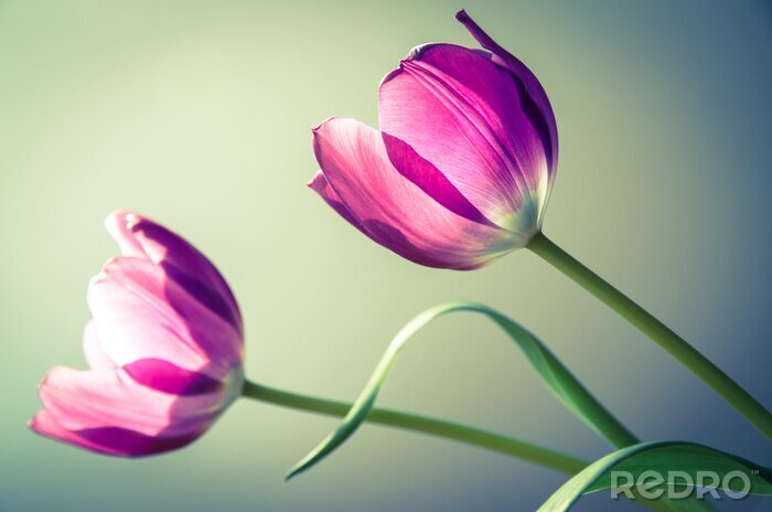 Sticker Sich in der Sonne wärmende Blumen