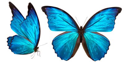 Sticker Silhouette eines blauen Schmetterlings