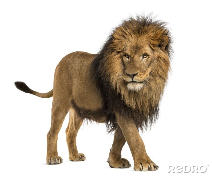 Sticker Silhouette eines Löwen in Bewegung
