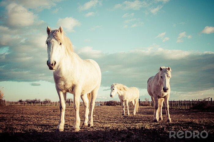 Sticker Silhouetten von Pferden mit weißer Färbung und weiße Wolken