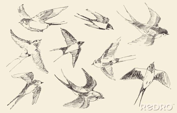 Sticker Skizze der fliegenden Schwalben