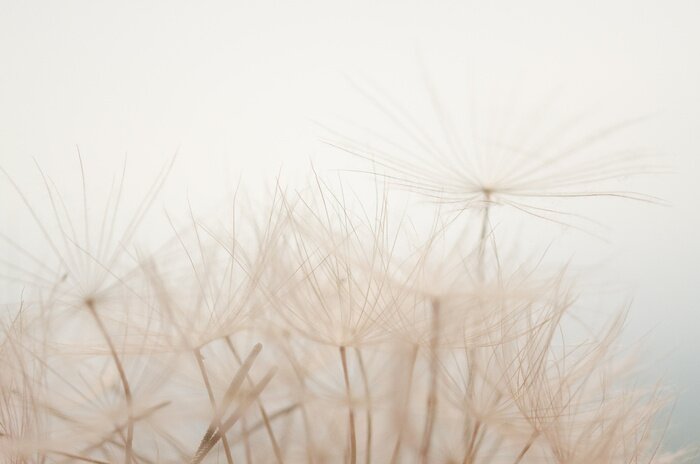 Sticker Soffioni al cielo