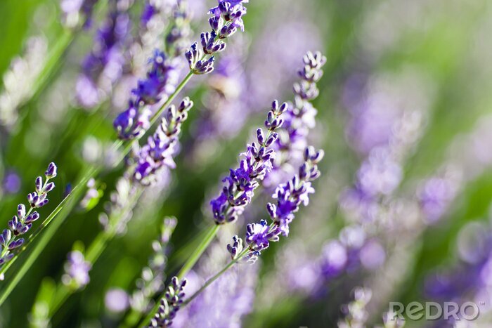 Sticker Sommerfoto mit Lavendel