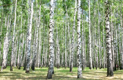 Sommerliche Birken im Wald