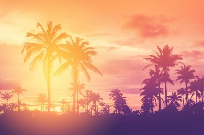 Sommerlicher Sonnenuntergang über einem Palmenwald