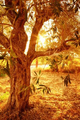 Sonne in der Baumkrone