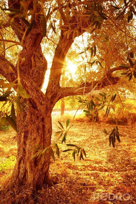 Sticker Sonne in der Baumkrone