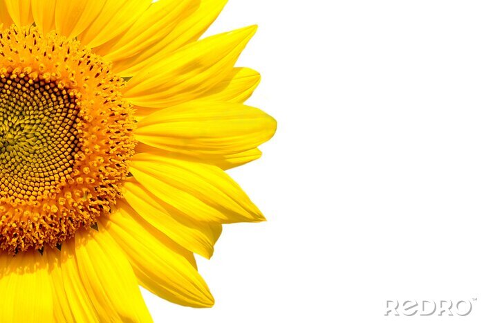 Sticker Sonnenblume auf weißem Hintergrund