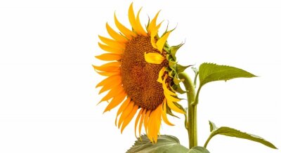 Sticker Sonnenblume auf weißem Hintergrund