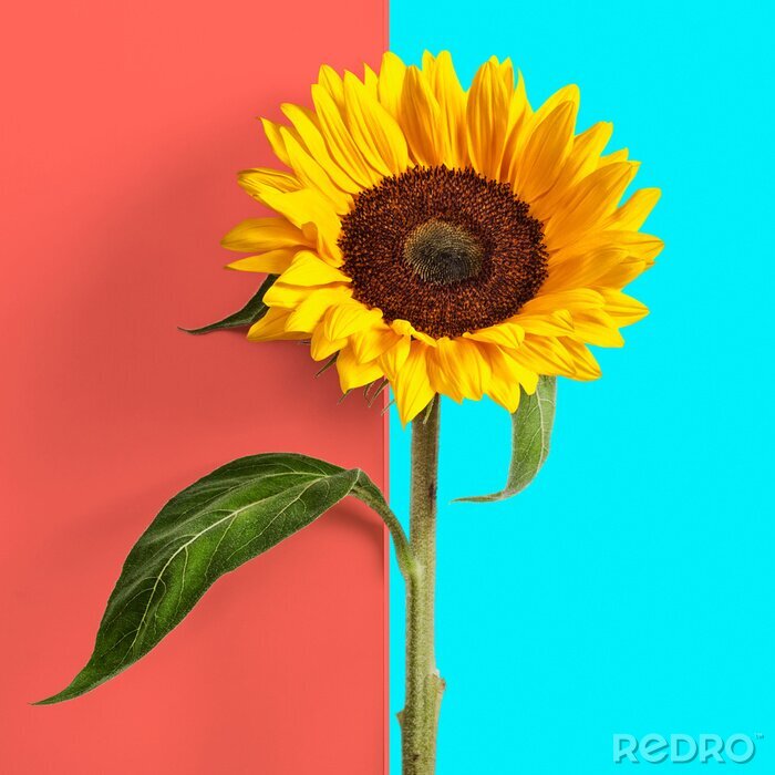 Sticker Sonnenblume auf zweifarbigem Hintergrund