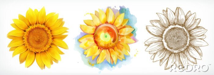 Sticker Sonnenblume in drei Varianten
