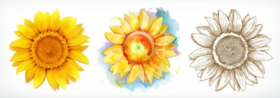 Sticker Sonnenblume in drei Varianten