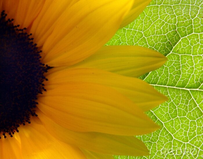 Sticker Sonnenblume mit einem geäderten Blatt